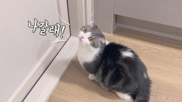 네이버 인플루언서 [네이버 인플루언서] 영하10도에 밖에 나간다고 우는 고양이