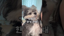 네이버 인플루언서 [네이버 인플루언서] 강아지 꼬순내 그거 어떻게 참는건데ㅋ