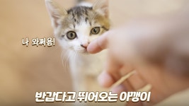 네이버 인플루언서 [네이버 인플루언서] 아팠던 아기 고양이가 이제 눈만 마주치면 달려와요 ㅠㅠ
