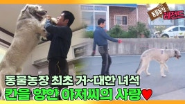 [TV 동물농장 레전드] ‘역대급 거대한 견공! 내겐 너무 버거운 녀석’ 풀버전 다시보기 I TV동물농장 (Animal Farm) | SBS Story... 