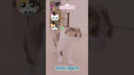 네이버 인플루언서 [네이버 인플루언서] Ma-Ha라고 하면 고양이가 정말 올까???