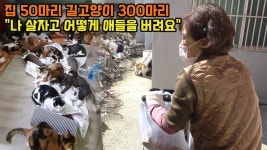 19년간 길고양이 돌보다 파산2번 한 캣맘 - 야옹이 갤러리