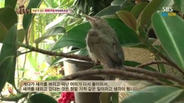 직박구리 영상 - 조류 마이너 갤러리