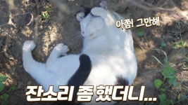 네이버 인플루언서 [네이버 인플루언서] 잔소리 좀 했더니 귀 막고 안 듣는 금쪽이 고양이