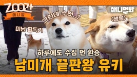 남미개 - 노래연습 마이너 갤러리