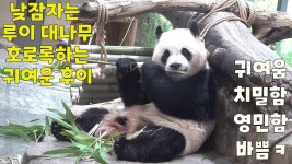 몰래 서둘러 호로록 먹느라 바쁜 후이바오 / 후이의 귀여움, 치밀함, 영민함 / 예쁜 고구마 감상하다 꿈나라 놀러간 루이 / 해피한 세컨 하우스