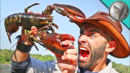 PINCHED by a LOBSTER! | Doovi PINCHED by a LOBSTER!