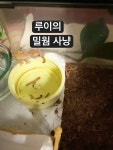 로이루이의 크레생활 - YouTube 로이루이의 크레생활