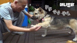 이개 유명한개네 - 멍멍이 갤러리