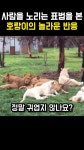 애니멀짝꿍 - YouTube