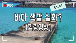 네이버 인플루언서 [네이버 인플루언서] 조끄띠의 제주판포포구