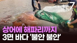 부산 앞바다에 상어 출몰…해수욕장은 대형 해파리 '급증' - 도시 갤러리