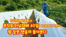 네이버 인플루언서 [네이버 인플루언서] 고추 부직포 터널 재배 초보가 바라본 문제점 한두가지 괴산청결고추 충북 괴산 풀뿌리농장 석성수... 