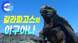 효군도 나중에 이렇게 되는거임?? - 아이돌마스터 갤러리