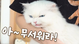 님 약간 이 고양이 재질 - 역학 갤러리