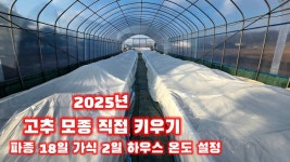네이버 인플루언서 [네이버 인플루언서] 고추모종키우기 가식2일 파종18일 괴산청결고추 육묘장 충북 괴산 풀뿌리농장 자연특별시괴산 자연울림... 