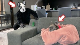 프렌치 불독 - 도서 갤러리