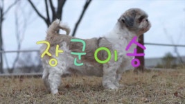 장군이송 - 강아지, 애완견 뮤비 - YouTube 장군이송 - 강아지, 애완견 뮤비