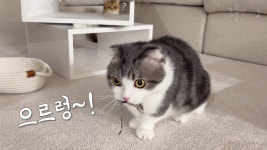 네이버 인플루언서 [네이버 인플루언서] 강아지처럼 으르렁 우는 고양이