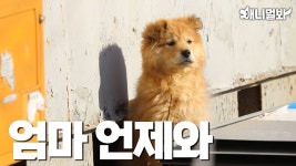 동물농장 길거리 로라 이야기보다가 - 멍멍이 갤러리