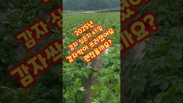 [네이버 인플루언서] 감자 심은지 65일 어젯밤에 내린 비로 대가 많이 쓰러졌어요 수미감자 감물감자 괴산감자 충북 괴산 풀뿌리농장 #shorts