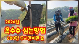 네이버 인플루언서 [네이버 인플루언서] 옥수수 심는시기 심는방법 미흑찰 옥수수 괴산군민 유튜브 크리에이터 괴산군 감물면 풀뿌리농장... 