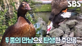 새들 교미할때 뒷통수는 왜 물어 뜯는거야? - 조류 마이너 갤러리