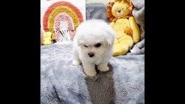 딜라잇독&캣 건강하고행복한강아지 - YouTube