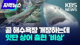 곧 해수욕장 개장하는데, 잇단 상어 출현 '비상'.jpg - 실시간 베스트 갤러리