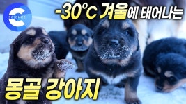 지보동 - SCHD 미니 갤러리