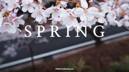 네이버 인플루언서 [네이버 인플루언서] 더 썬데이의 하동벚꽃