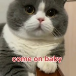 pet tales USA - YouTube pet tales USA 