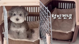 네이버 인플루언서 [네이버 인플루언서] 우리집 강아지가 대낮에 사라졌어여..ㅠㅠ