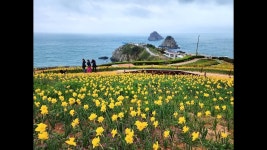 네이버 인플루언서 [네이버 인플루언서] 부산 오륙도 수선화 해맞이공원 이기대 해안산책로 꽃구경