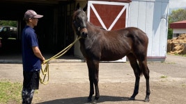 테이오 손녀 콰이트파인 산구 배틀쿠 2022 육성목장 발표 그런데... - 우마무스메 마이너 갤러리