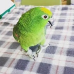 버드스쿨 - YouTube