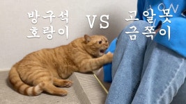 네이버 인플루언서 [네이버 인플루언서] 고양이.알.못 참교육 시키기