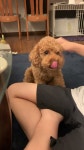 しゃべる犬・バイク犬・トイプードルりんた君 - YouTube