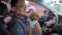 네이버 인플루언서 [네이버 인플루언서] 꼬니와 엄마, 아빠, 오빠들 애견동반 첫 제주여행 베스트영상. 35분 몰아보기