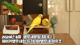 네이버 인플루언서 [네이버 인플루언서] 대구앵무새농장의 뉴기니아앵무