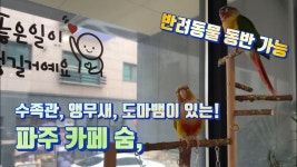 네이버 인플루언서 [네이버 인플루언서] 파주 카페 수족관 물고기, 앵무새, 도마뱀이 있는 애견동반 카페 숨,