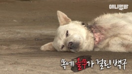 올무걸린 백구를 보호하는 남편 흑구.. (동물농장 감동영상) | Doovi 올무걸린 백구를 보호하는 남편 흑구.. (동물농장 감동영상)