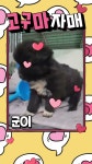 BE MY DOG(비영리단체 비마이독) - YouTube