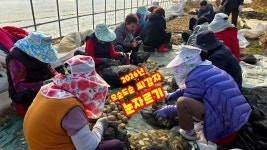 인플루언서] 씨감자 눈자르기 2026년 감자 심을 준비 수미감자 단오감자 괴산감자 감물감자 충북 괴산 감물 상미전 풀뿌리농장 [감자재배방법]