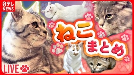 【ねこライブ】“ドヤ顔”ネコの特技/ おしりガブリも反撃 / 悩ましい子猫のクセ/ エサ横取りに…あ然/つまみ食い未遂の一部始終 など... 