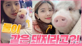 아기 돼지 너무 귀여움 - 포켓몬스터 갤러리
