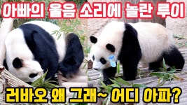 러바오를 걱정하는 루이 - 바오패밀리 마이너 갤러리