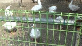 2011.08.20 파주 우농타조농장 HDV_0113_Edited.MP4 | Doovi 2011.08.20 파주 우농타조농장 HDV_0113_Edited.MP4