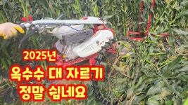 보행관리리용 예취기 일진농기계 옥수수 수확후 대 자르는 자동 기계 괴산군 농기계 임대 사업소 충북 괴산 풀뿌리농장 석성수 [옥수수재배방법]