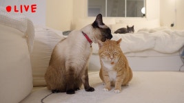 네이버 인플루언서 [네이버 인플루언서] [LIVE] 고양이가 2시간 내내 그루밍 하는 방송🐈  Cat Grooming Live